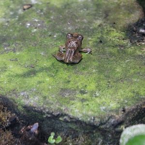 Betsileo madagascar frog - Mantidactylus betsileanus