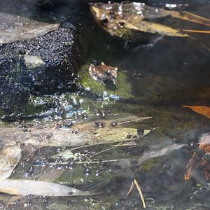 Betsileo madagascar frogs - Mantidactylus betsileanus