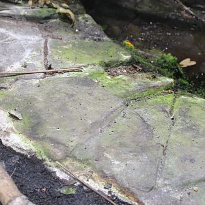 Golden mantella's - Mantella aurantiaca