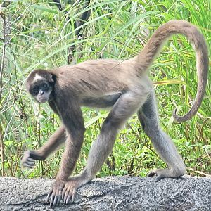 Brown Spider Monkey (Ateles hybridus)