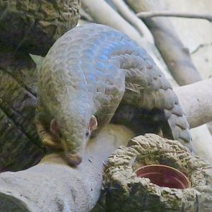Chinese Pangolin (Manis pentadactyla)