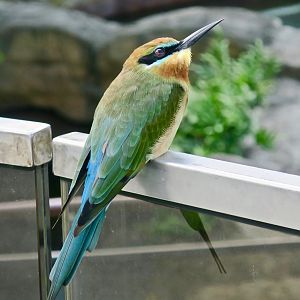 Blue-Tailed Bee-Eater (Merops philippinus)