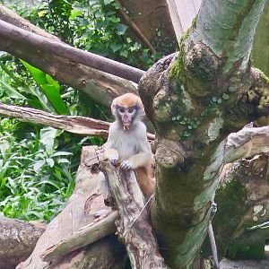 Patas Monkey young (Erythrocebus patas)