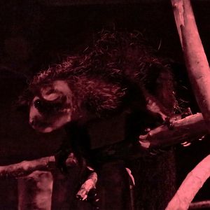 Aye-Aye (Daubentonia madagascariensis)