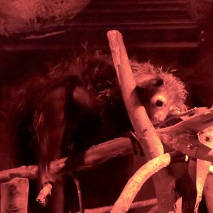 Aye-Aye (Daubentonia madagascariensis)