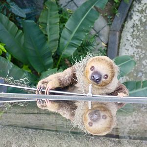 Linnaeus's Two-Toed Sloth under a bridge (Choloepus didactylus)