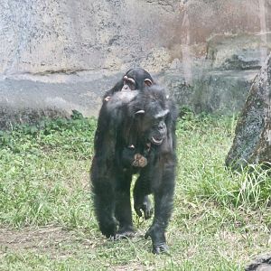 mama Chimp (Pan troglodytes)