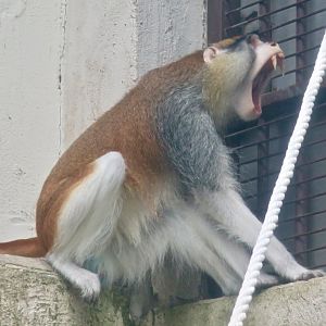 Patas Monkey yawning (Erythrocebus patas)