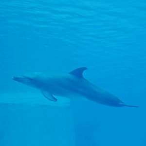 Indo-Pacific Bottlenose Dolphin (Tursiops aduncus)