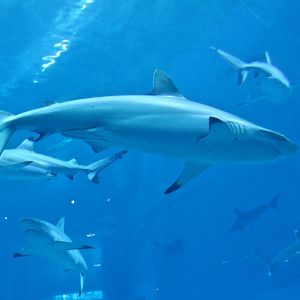 Blacktip Shark? (Carcharhinus cf. limbatus)