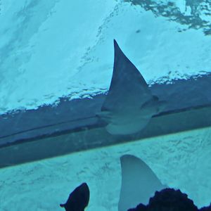 Ornate Eagle Ray (Aetomylaeus vespertilio)
