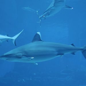 Silvertip Shark (Carcharhinus albimarginatus)