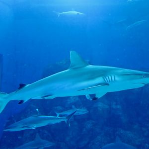 Grey Reef Shark (Carcharhinus amblyrhynchos)