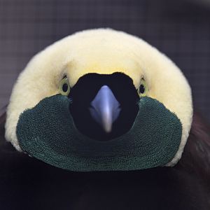 Greater bird of paradise