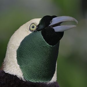 Greater bird of paradise calling