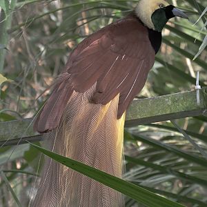 Greater bird of paradise (in full plumage)