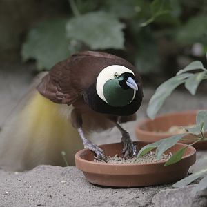 Greater bird of paradise feeding