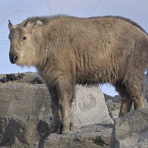 Golden takin