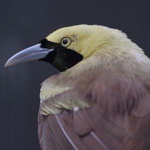 Lesser bird of paradise