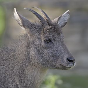 Central Chinese goral