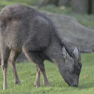 Central Chinese goral