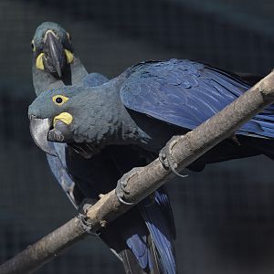 Lear's macaws