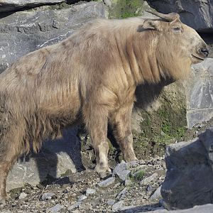 Golden takin, female