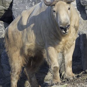 Golden takin