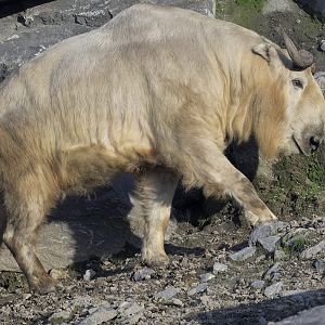 Golden takin