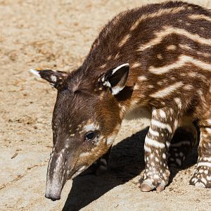 Eight-day old Baird's tapir