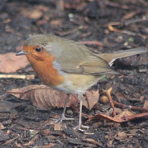 European robin