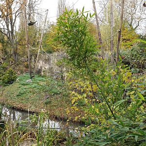 White-handed gibbon island
