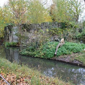 White-handed gibbon island