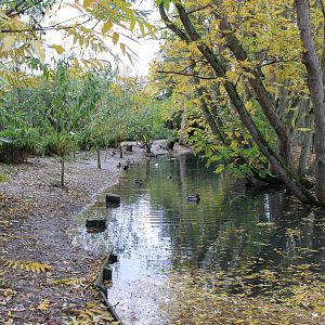 Waterfowl - Flamingo pond