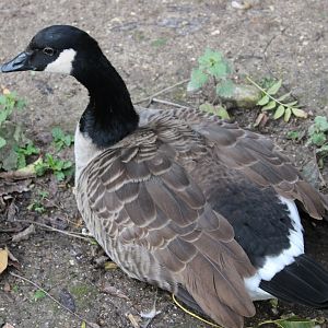 Canada goose