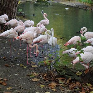 Greater flamingo's