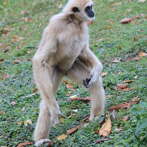 White-handed gibbon