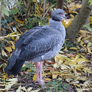 Crested screamer