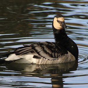 Barnacle goose