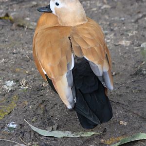 Ruddy shelduck