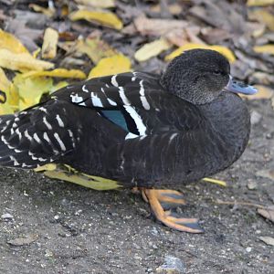 African black duck