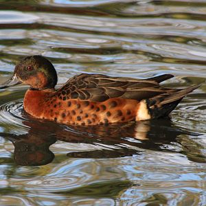 Chestnut teal