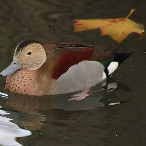 Ringed teal