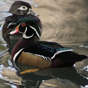 Wood ducks