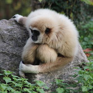 White-handed gibbon
