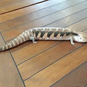 Blue-tongued Skink