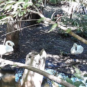 Trumpeter Swans