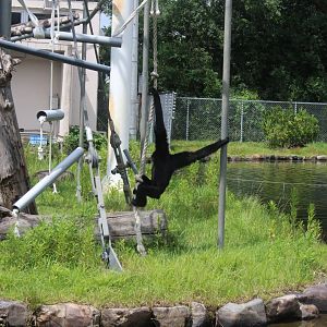 Siamang