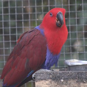Eclectus parrot - female