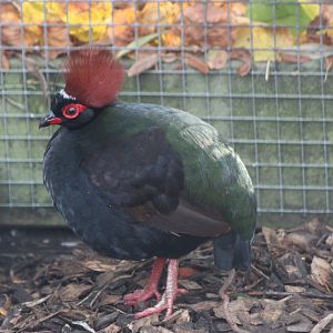 Crested wood-partridge - male